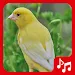 Canary Sounds. nice songs. APK