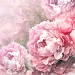 Vintage Roses Live Wallpaper APK