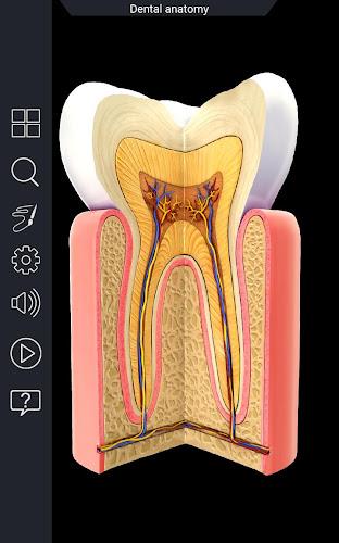 Human Anatomy Screenshot 10 