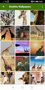 Giraffes Wallpapers Screenshot 4 