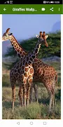 Giraffes Wallpapers Screenshot 6 