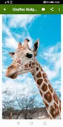 Giraffes Wallpapers Screenshot 8 