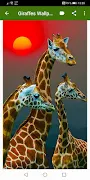 Giraffes Wallpapers Screenshot 7