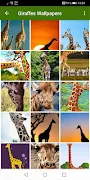 Giraffes Wallpapers Screenshot 10