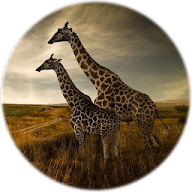 Giraffes Wallpapers APK