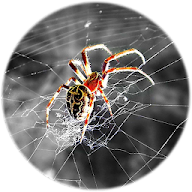 Spider Wallpapers APK