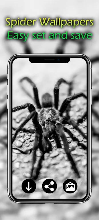 Spider Wallpapers Screenshot 1 