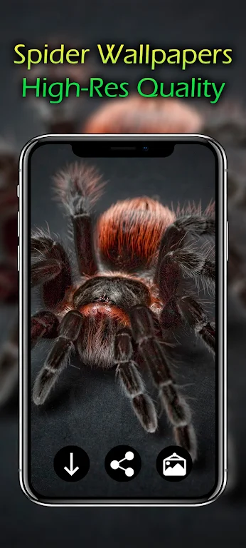 Spider Wallpapers Screenshot 2 