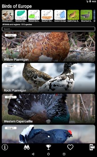 Birds of Europe Field Guide Screenshot 17 