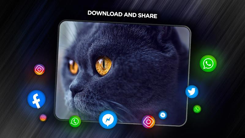 Cats Wallpapers in 4K Screenshot 9