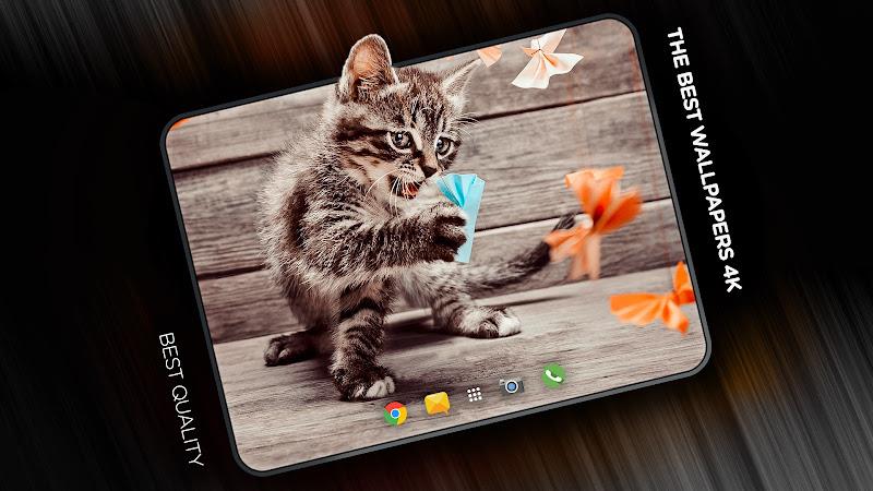 Cats Wallpapers in 4K Screenshot 7 