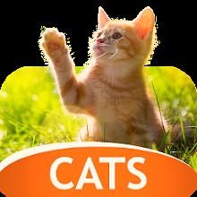 Cats Wallpapers in 4K APK