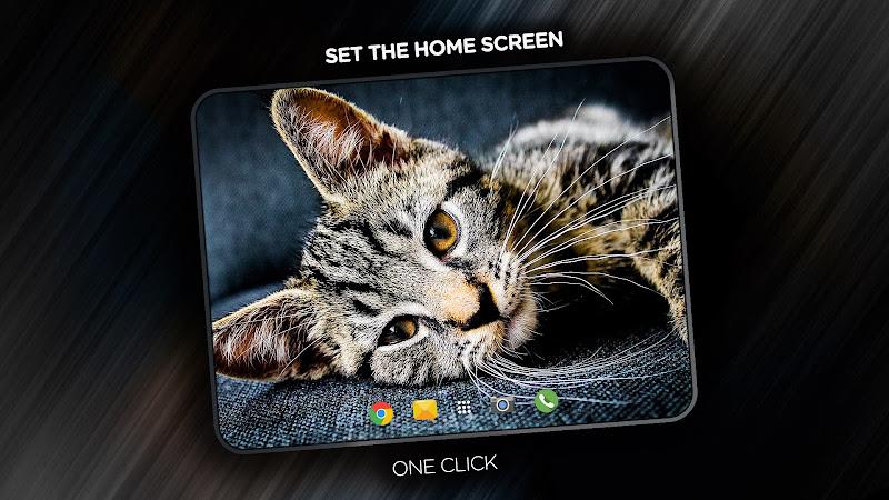 Cats Wallpapers in 4K Screenshot 12