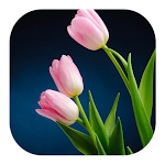 Tulip Live Wallpapers