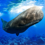 The Sperm Whale APK