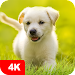 Puppy Wallpapers 4K APK