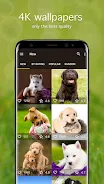 Puppy Wallpapers 4K Screenshot 1