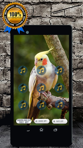 Cockatiel Singing : Cockatiel Sounds Screenshot 2 