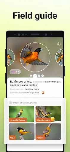 Picture Bird Screenshot 2