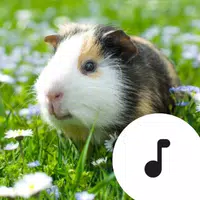 Guinea Pig Sounds