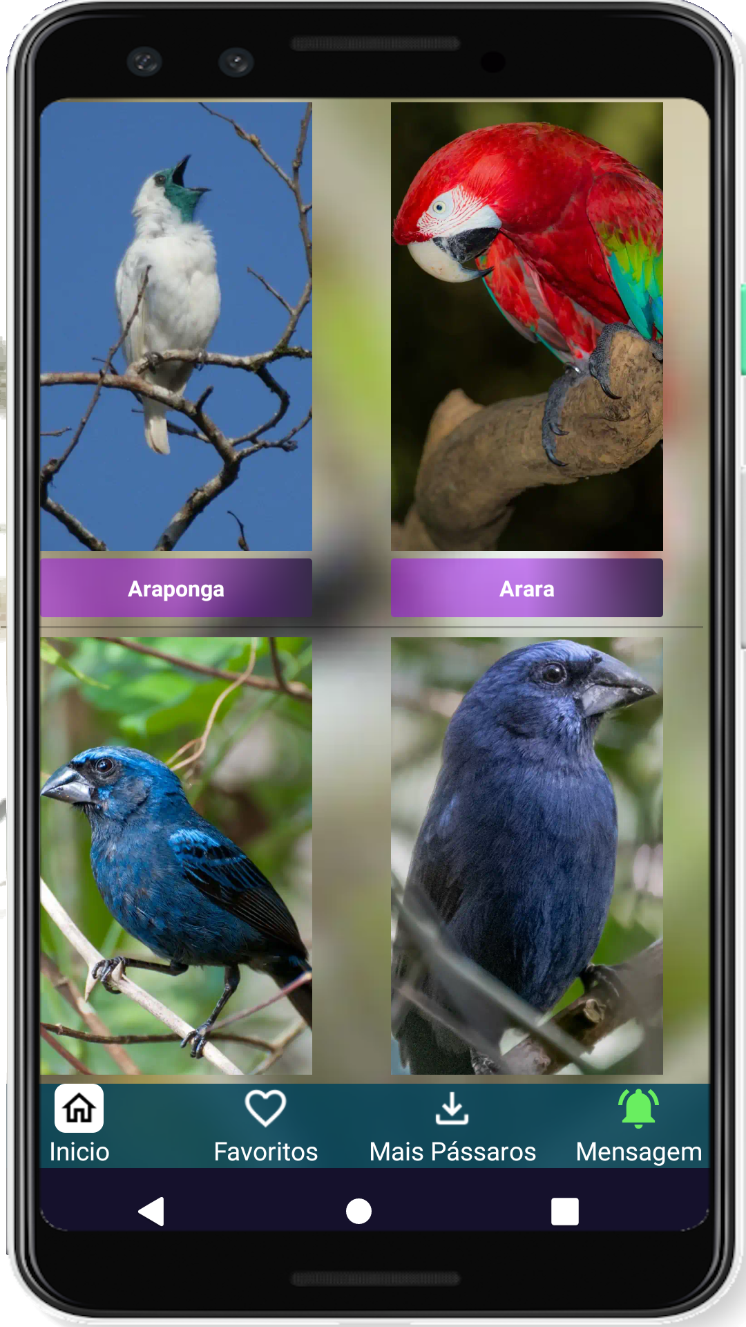 Brazilian's birds sounds Screenshot 4 