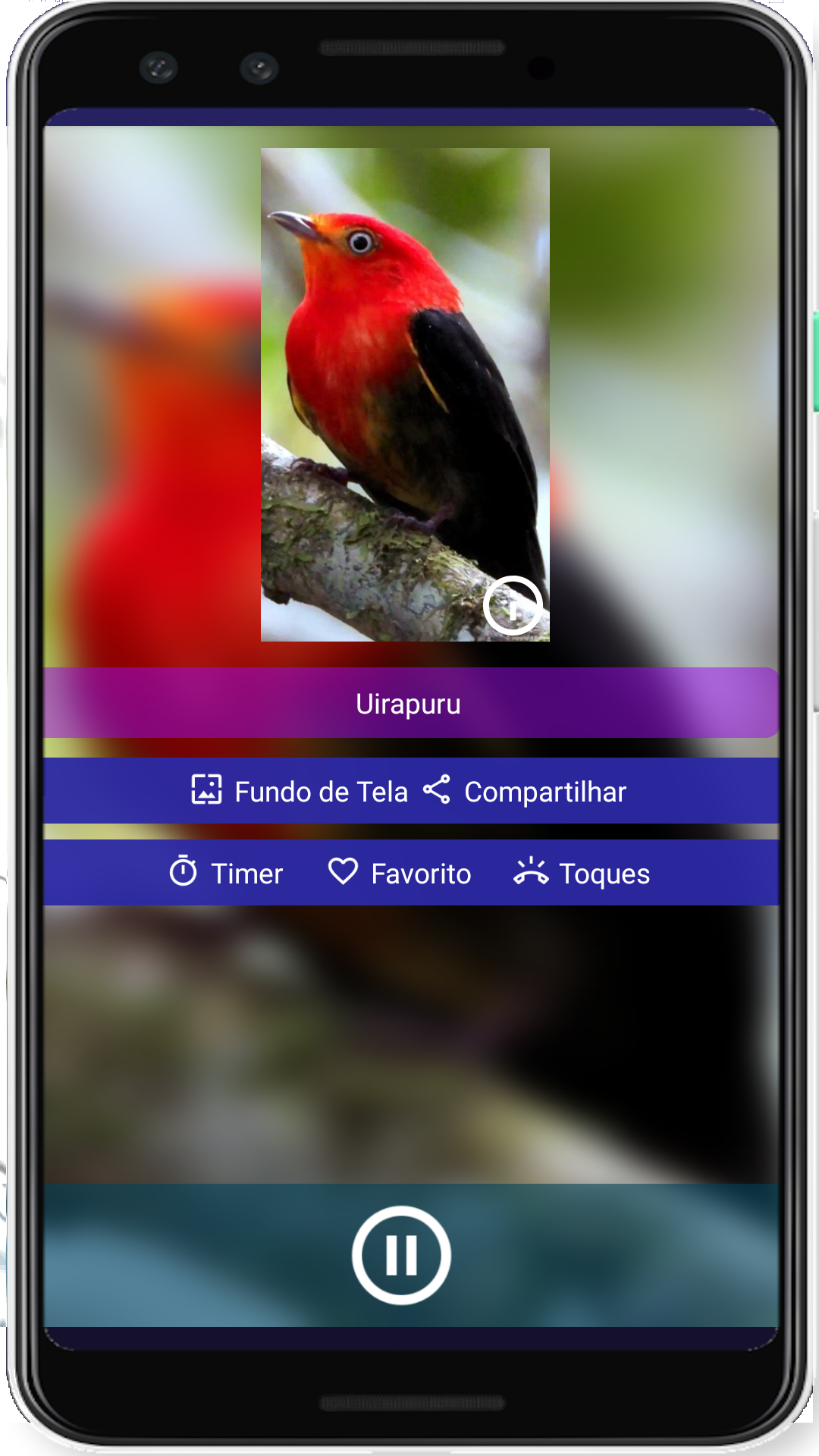 Brazilian's birds sounds Screenshot 5 