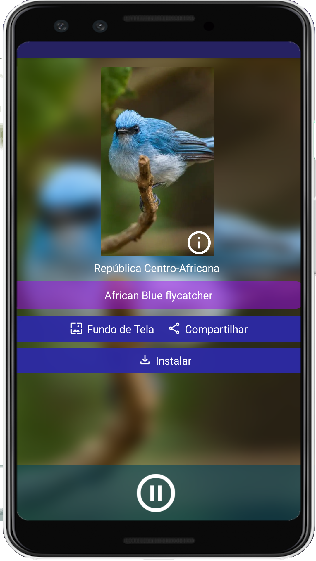 Brazilian's birds sounds Screenshot 11 