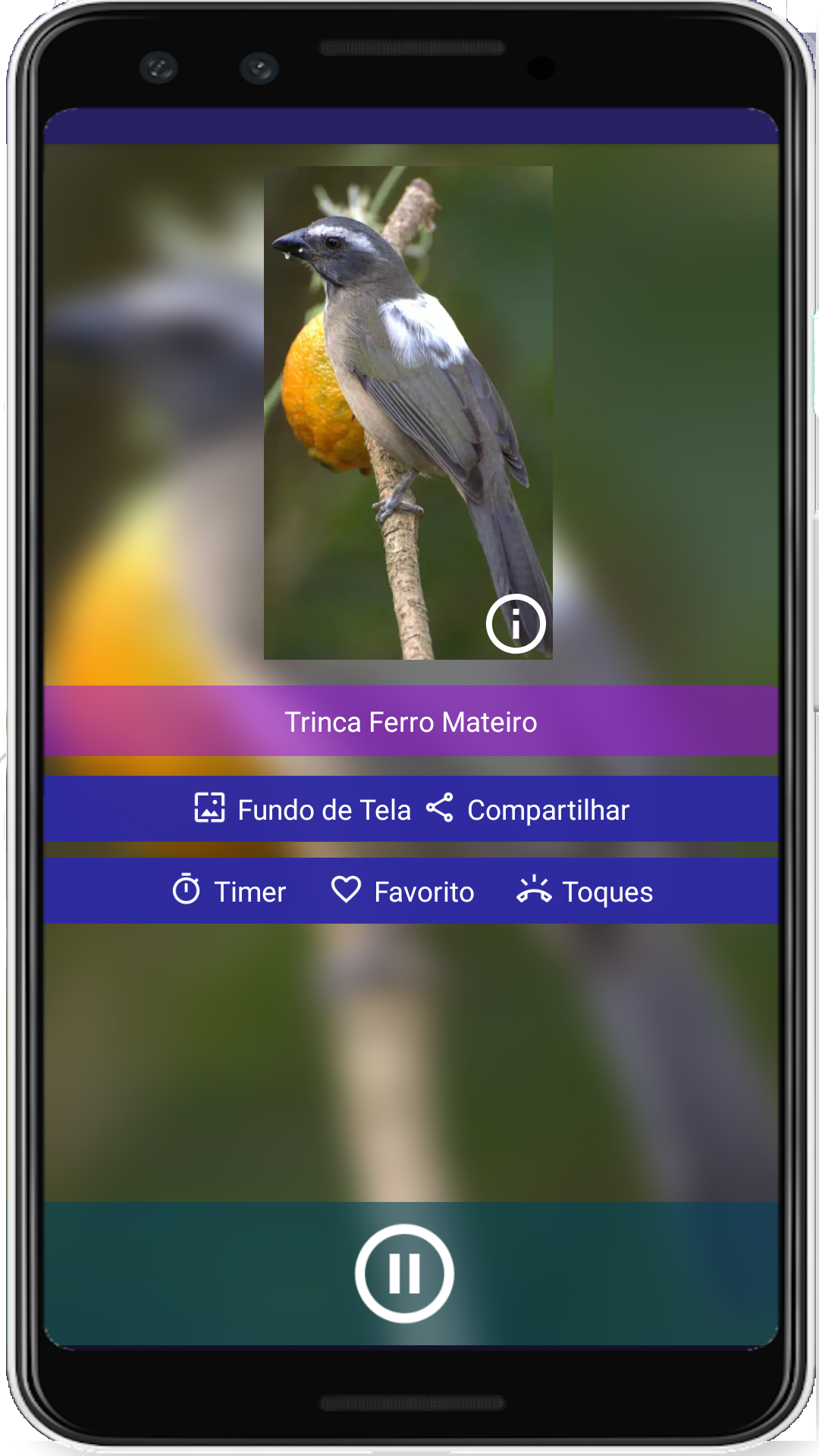 Brazilian's birds sounds Screenshot 9 