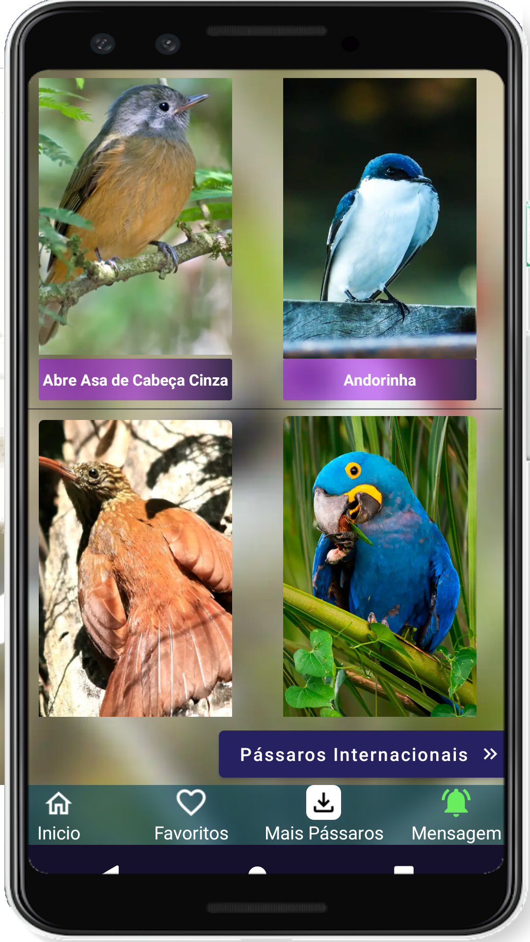 Brazilian's birds sounds Screenshot 6 