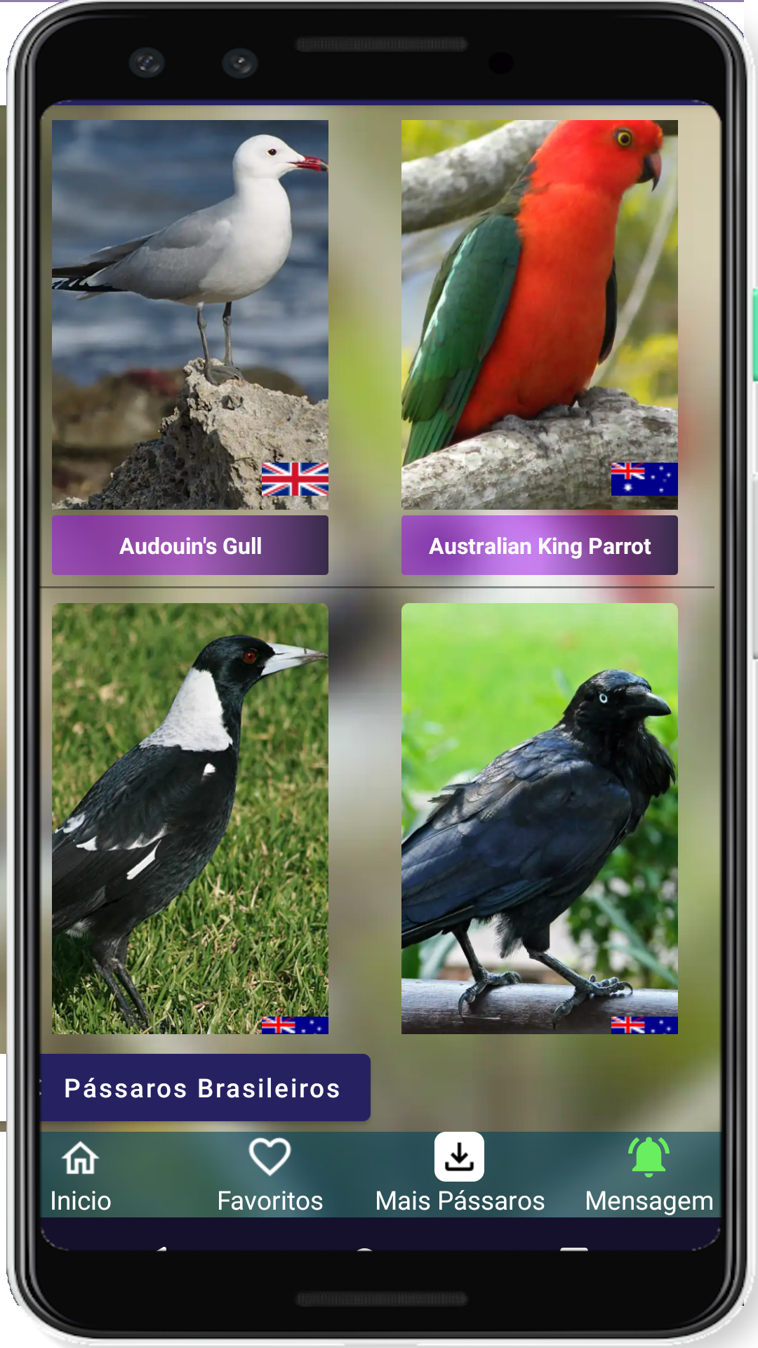 Brazilian's birds sounds Screenshot 8 