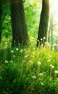 Forest Live Wallpaper Screenshot 2