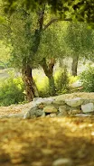 Forest Live Wallpaper Screenshot 3