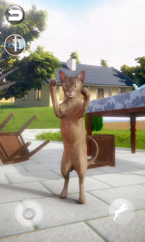 Talking Abyssinian Cat Screenshot 5 