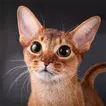 Talking Abyssinian Cat APK