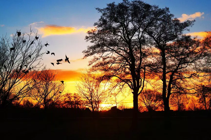 Classic jigsaw puzzles Screenshot 4
