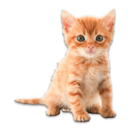 Real Animals Photo Stickers APK