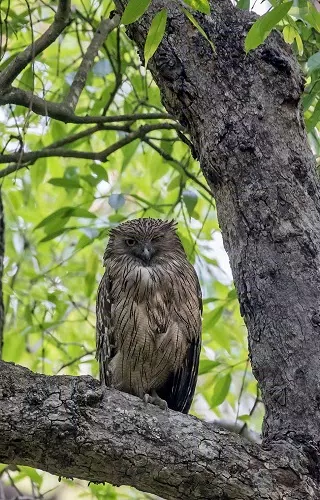 Corbett Tiger Reserve Screenshot 3