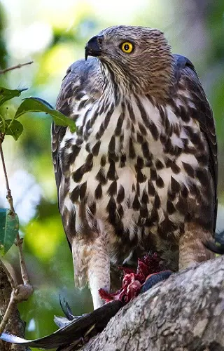 Corbett Tiger Reserve Screenshot 7