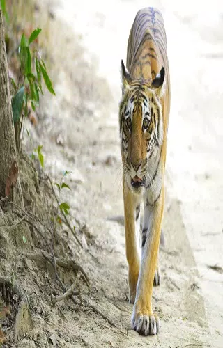 Corbett Tiger Reserve Screenshot 2