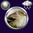 Birds Clock & Weather Widget