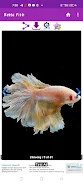 Betta Fish Screenshot 3